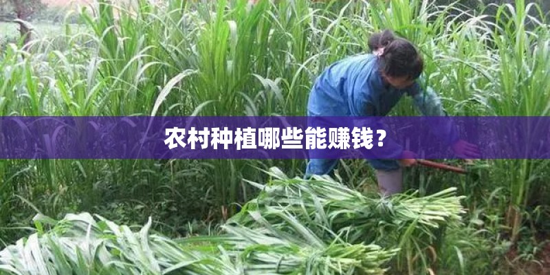 农村种植哪些能赚钱？