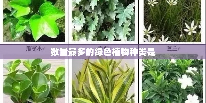 数量最多的绿色植物种类是