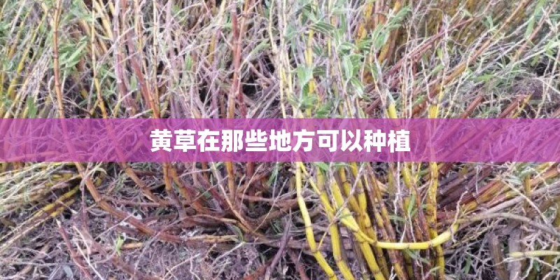 黄草在那些地方可以种植