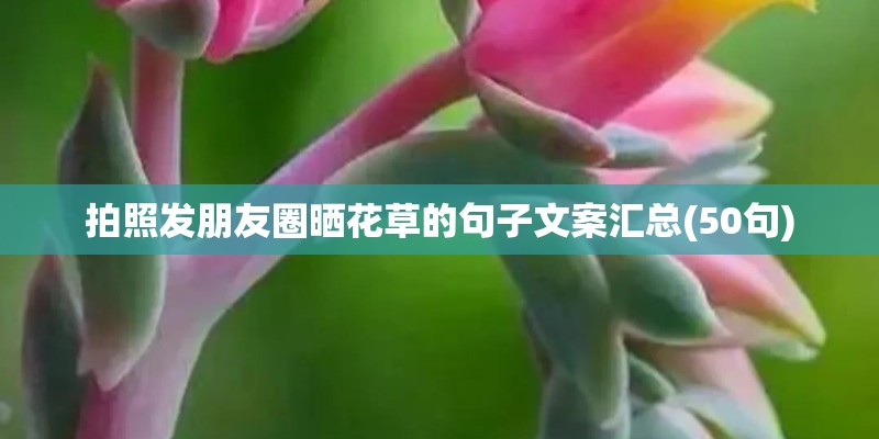 拍照发朋友圈晒花草的句子文案汇总(50句)