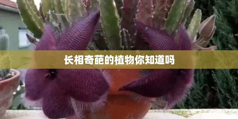 长相奇葩的植物你知道吗