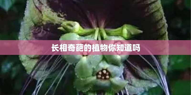 长相奇葩的植物你知道吗