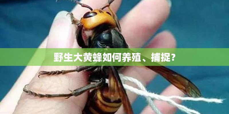 野生大黄蜂如何养殖、捕捉？
