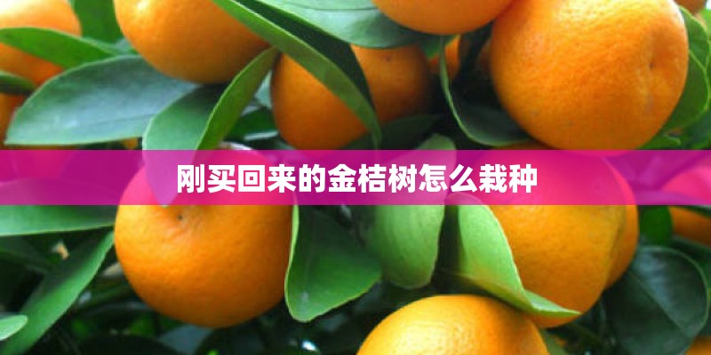 刚买回来的金桔树怎么栽种