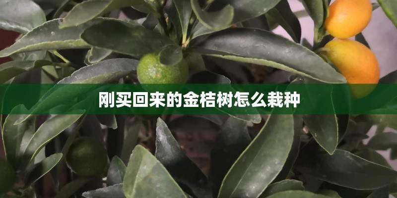刚买回来的金桔树怎么栽种