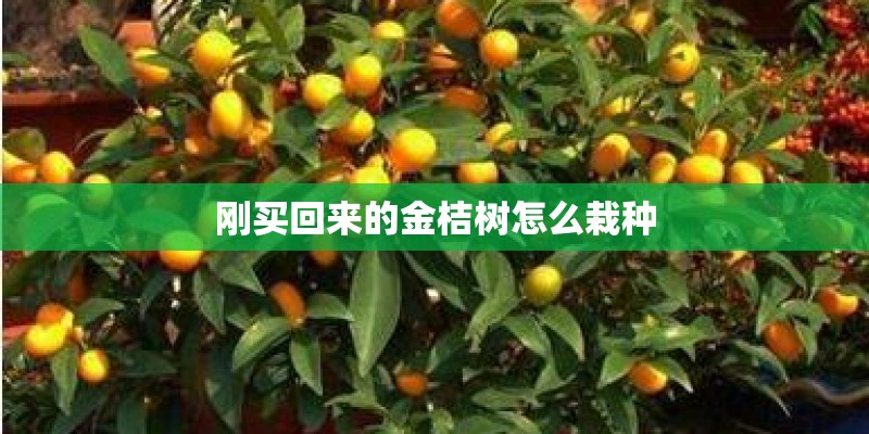 刚买回来的金桔树怎么栽种