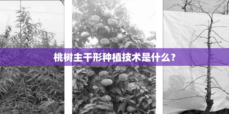 桃树主干形种植技术是什么？