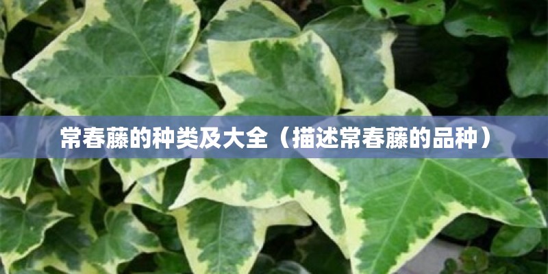 常春藤的种类及大全（描述常春藤的品种）