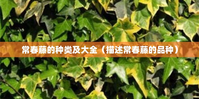 常春藤的种类及大全（描述常春藤的品种）