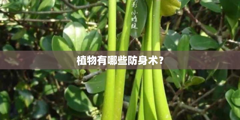 植物有哪些防身术？
