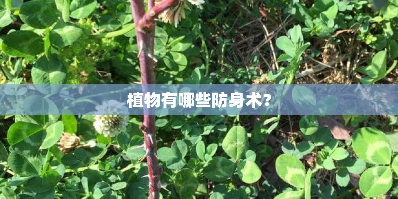 植物有哪些防身术？