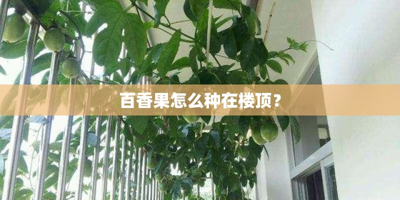 百香果怎么种在楼顶？