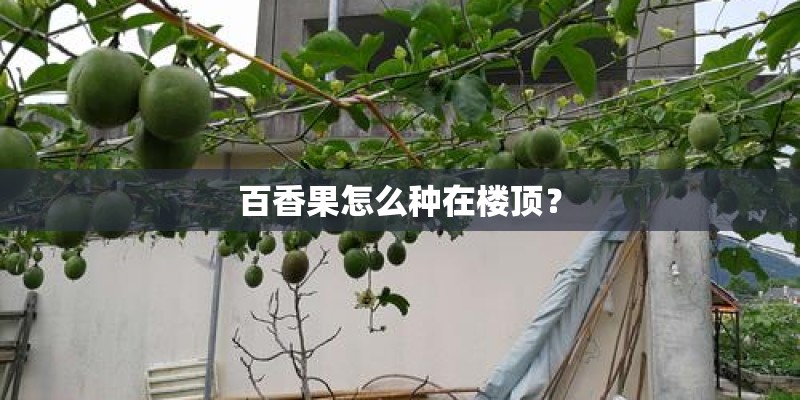 百香果怎么种在楼顶？
