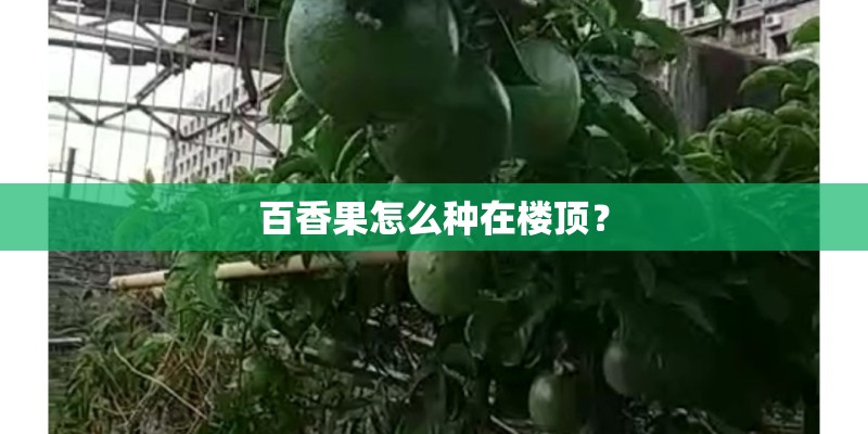 百香果怎么种在楼顶？