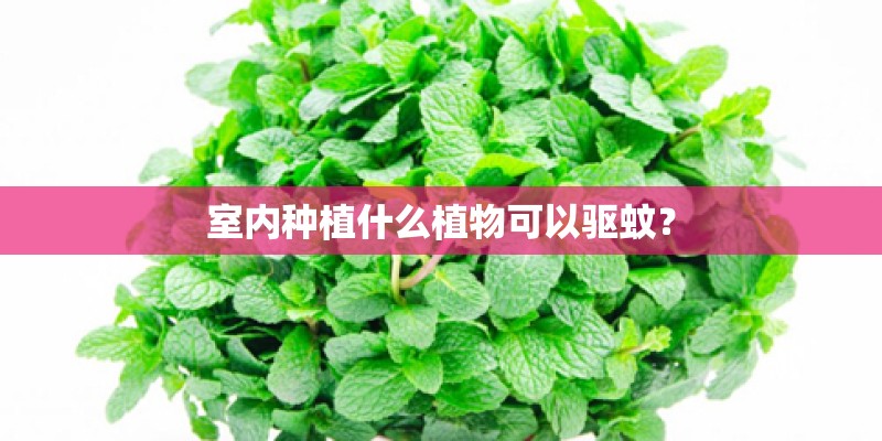 室内种植什么植物可以驱蚊？