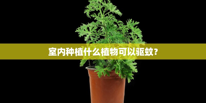 室内种植什么植物可以驱蚊？