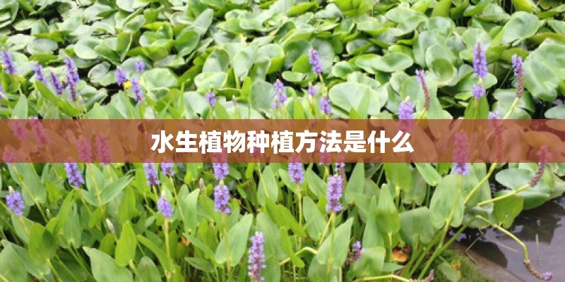 水生植物种植方法是什么