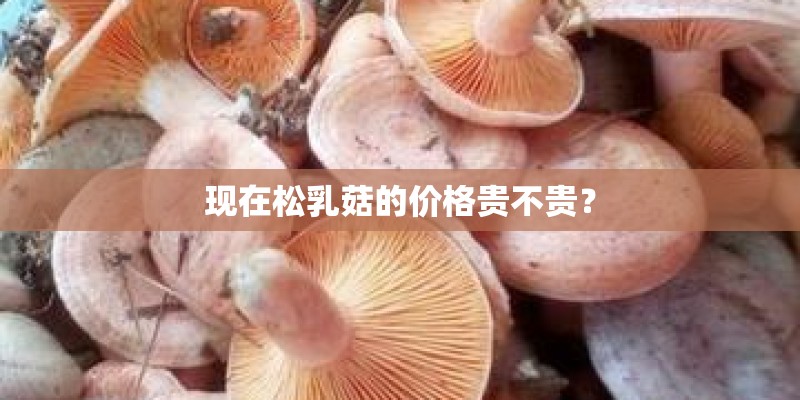 现在松乳菇的价格贵不贵？
