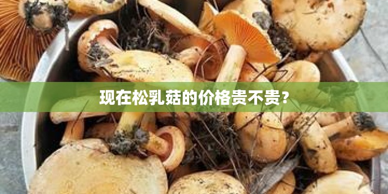 现在松乳菇的价格贵不贵？