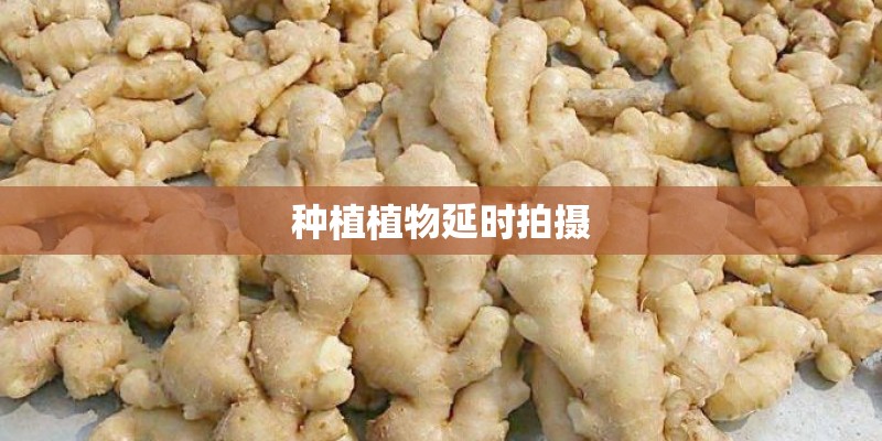种植植物延时拍摄