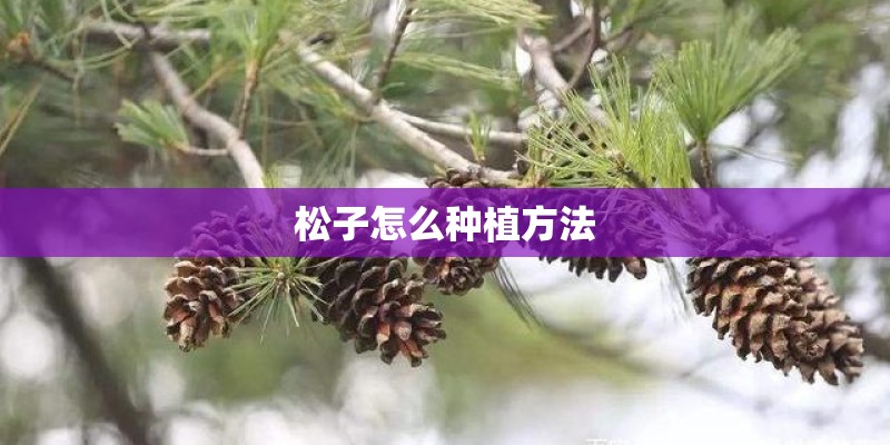 松子怎么种植方法