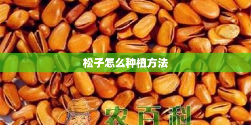 松子怎么种植方法