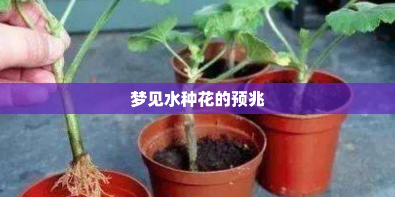梦见水种花的预兆