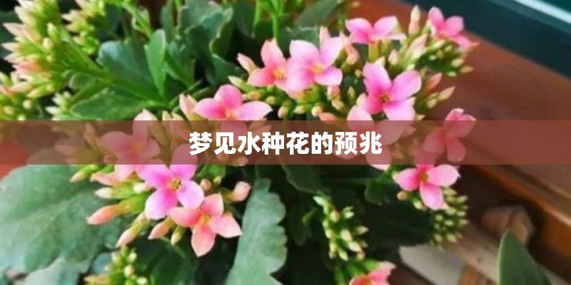 梦见水种花的预兆