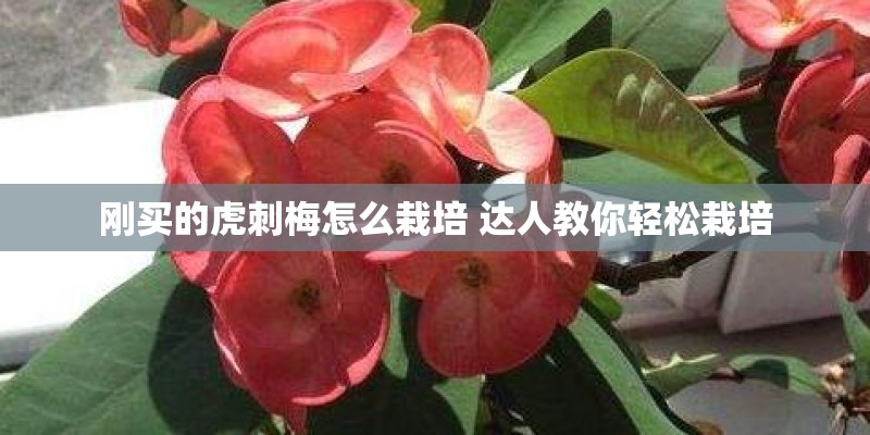 刚买的虎刺梅怎么栽培 达人教你轻松栽培