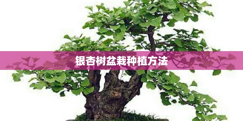 银杏树盆栽种植方法