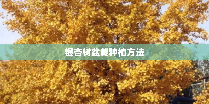 银杏树盆栽种植方法
