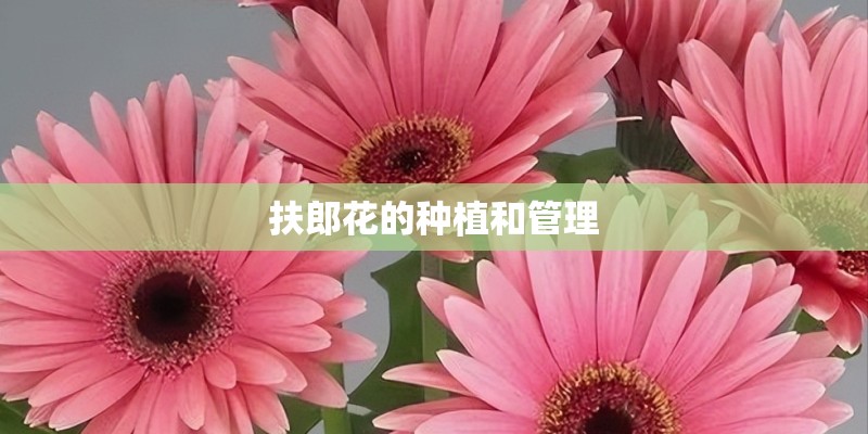 扶郎花的种植和管理