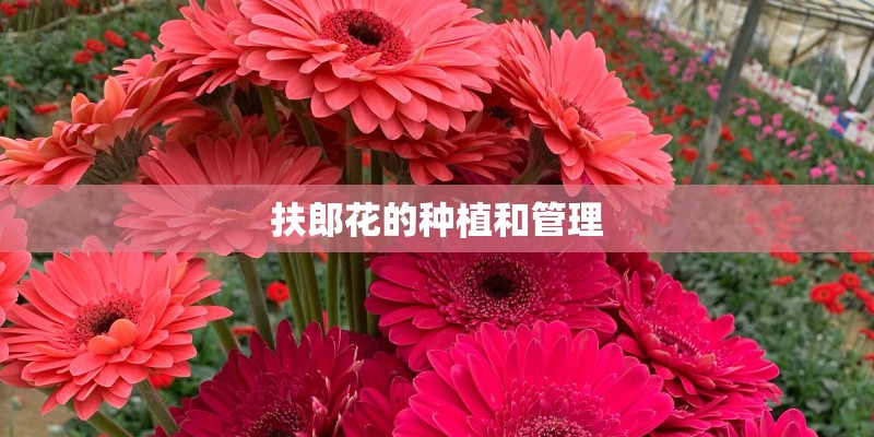 扶郎花的种植和管理