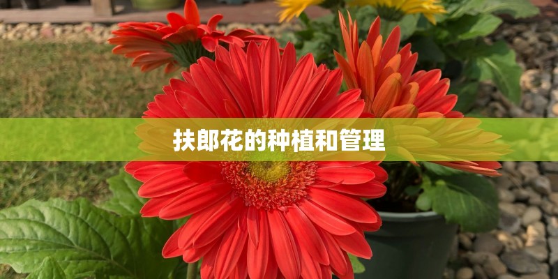 扶郎花的种植和管理