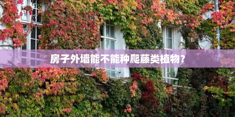 房子外墙能不能种爬藤类植物？