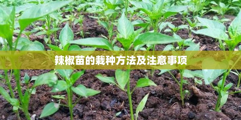 辣椒苗的栽种方法及注意事项