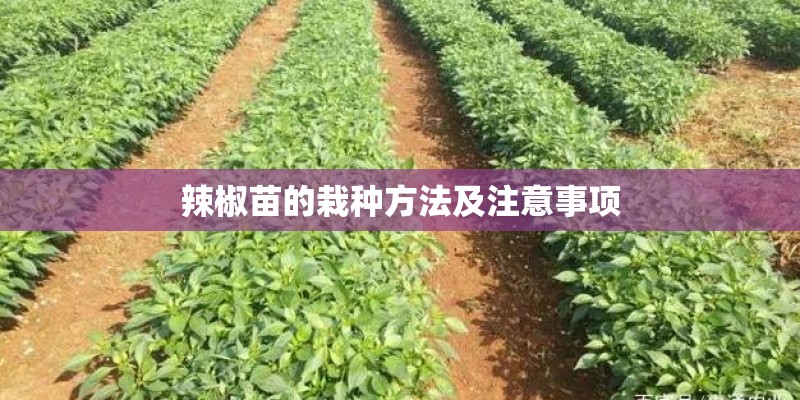 辣椒苗的栽种方法及注意事项