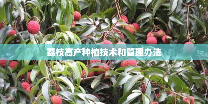 荔枝高产种植技术和管理办法