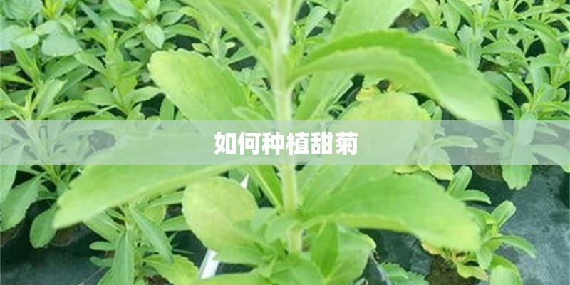 如何种植甜菊