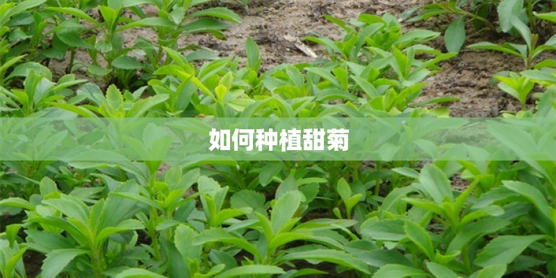 如何种植甜菊