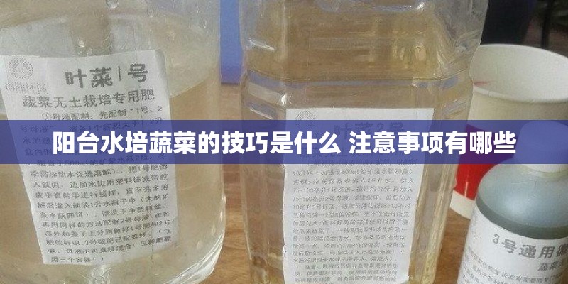 阳台水培蔬菜的技巧是什么 注意事项有哪些