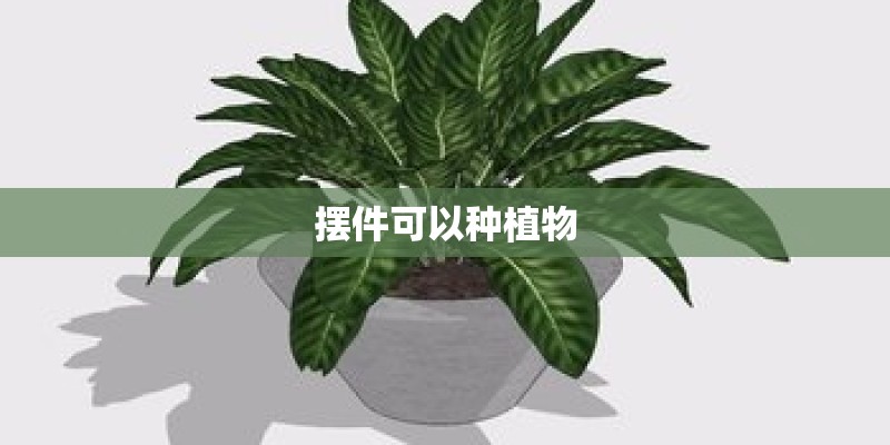 摆件可以种植物