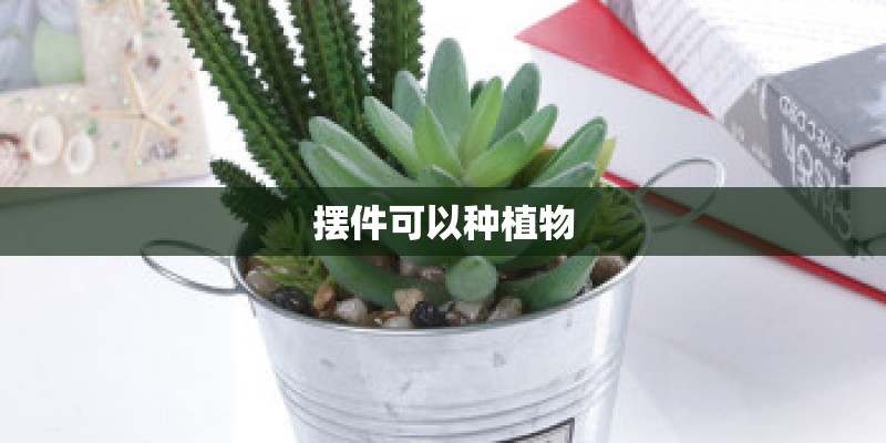 摆件可以种植物