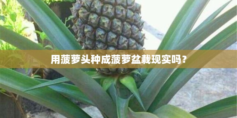 用菠萝头种成菠萝盆栽现实吗？