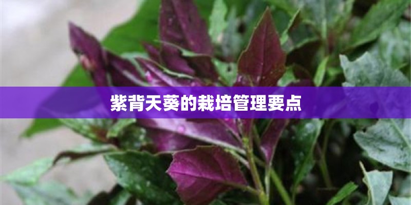 紫背天葵的栽培管理要点