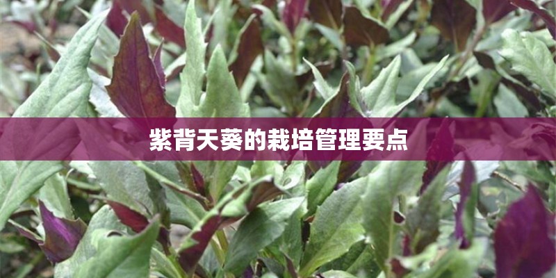 紫背天葵的栽培管理要点