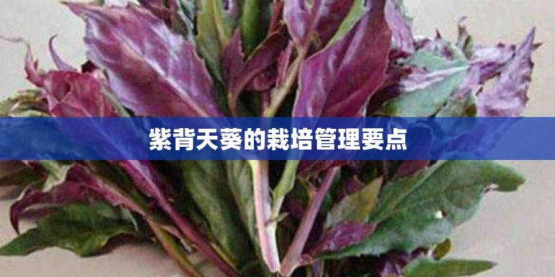 紫背天葵的栽培管理要点