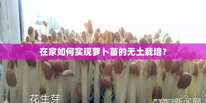 在家如何实现萝卜苗的无土栽培？