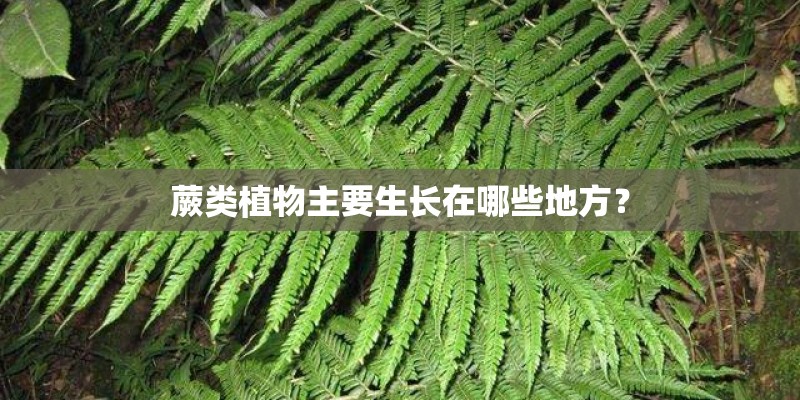 蕨类植物主要生长在哪些地方？