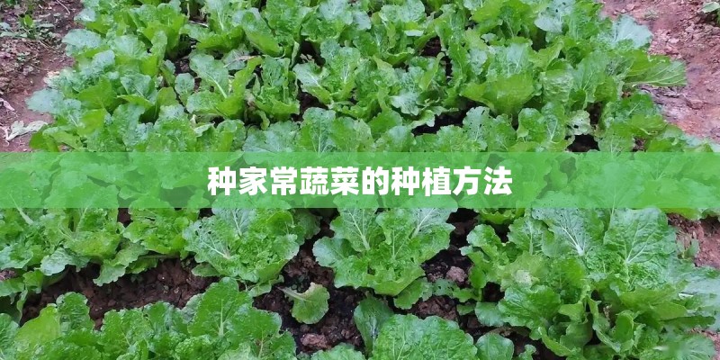 种家常蔬菜的种植方法